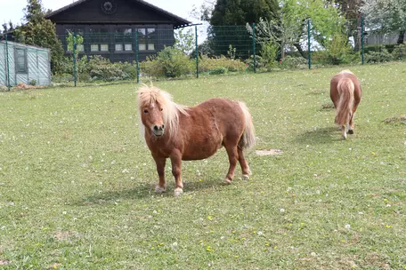 Miniponys