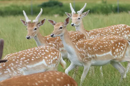Damwild
